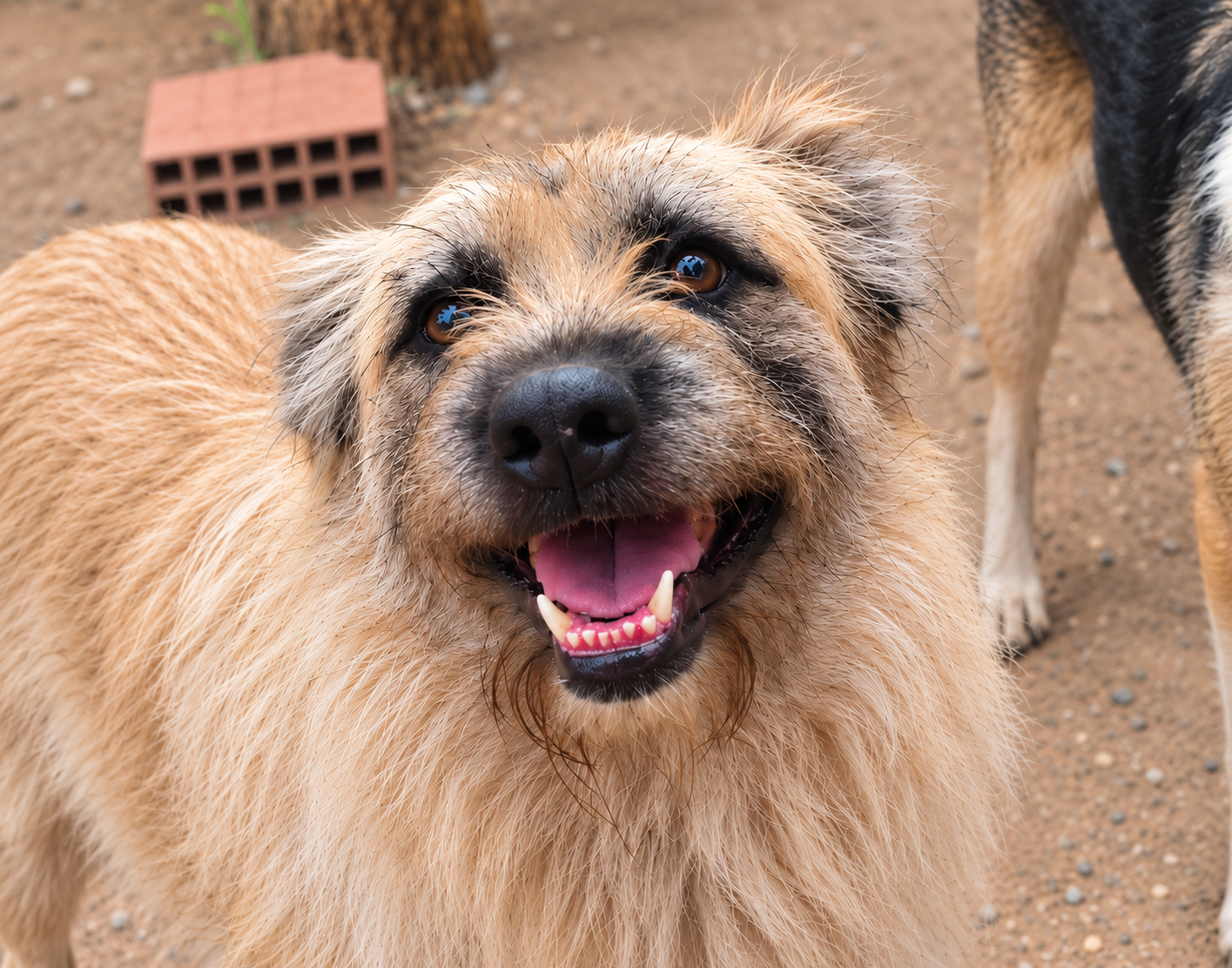 Redención Soria, adopción de perros y gatos en Soria. Refugio de animales