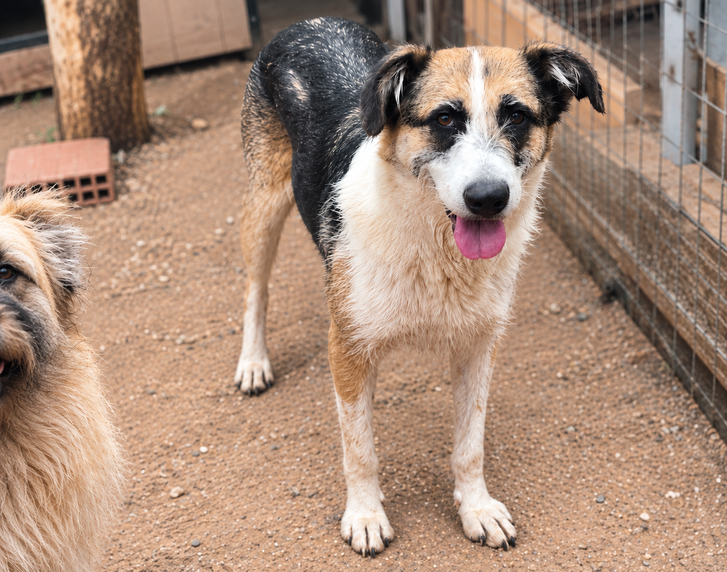 Redención Soria, adopción de perros y gatos en Soria. Refugio de animales