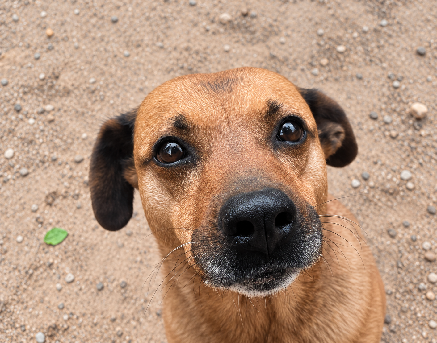 Redención Soria, adopción de perros y gatos en Soria. Refugio de animales