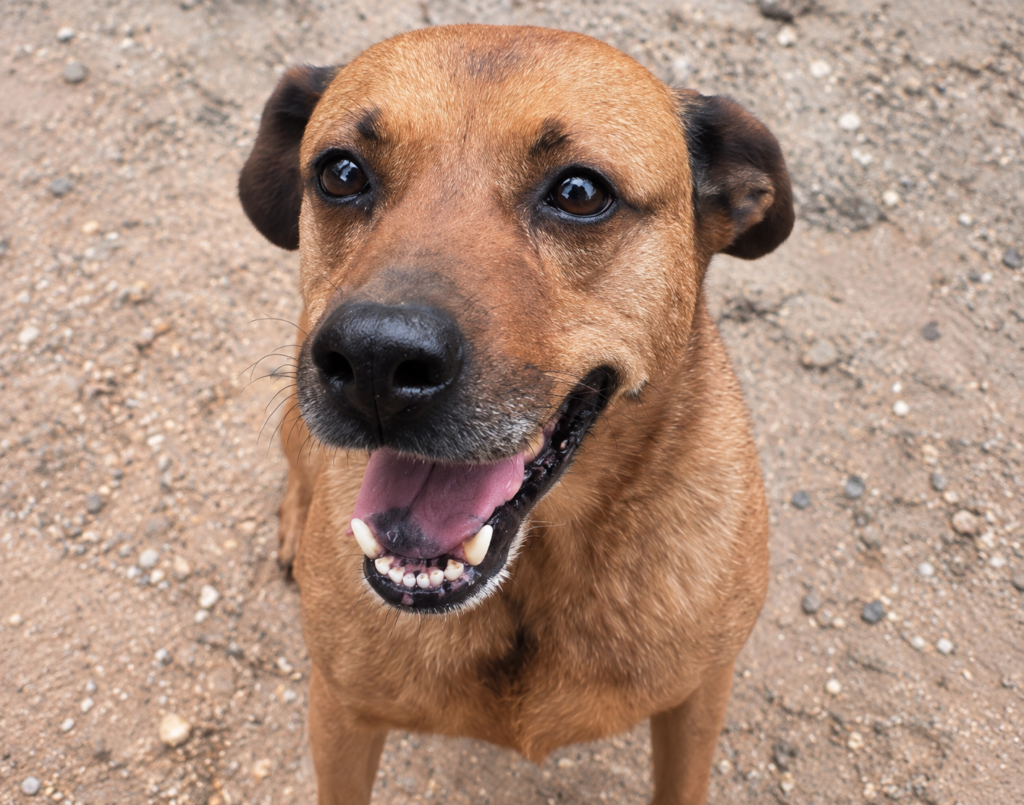 Redención Soria, adopción de perros y gatos en Soria. Refugio de animales