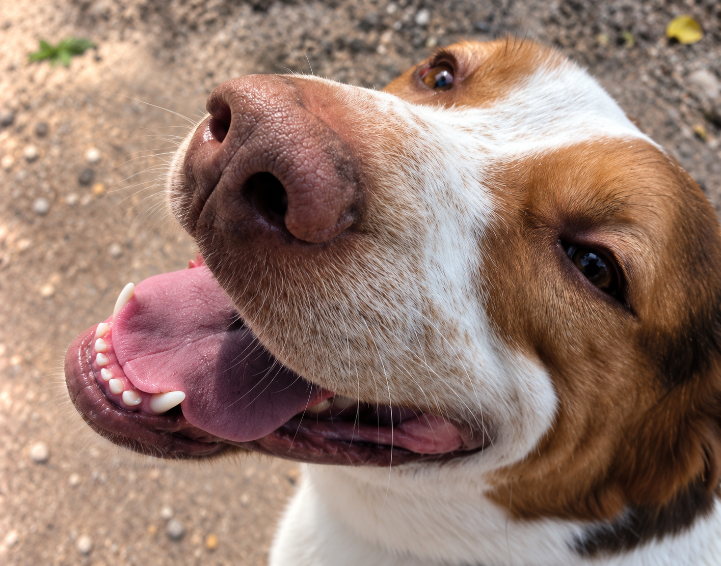 Redención Soria, adopción de perros y gatos en Soria. Refugio de animales