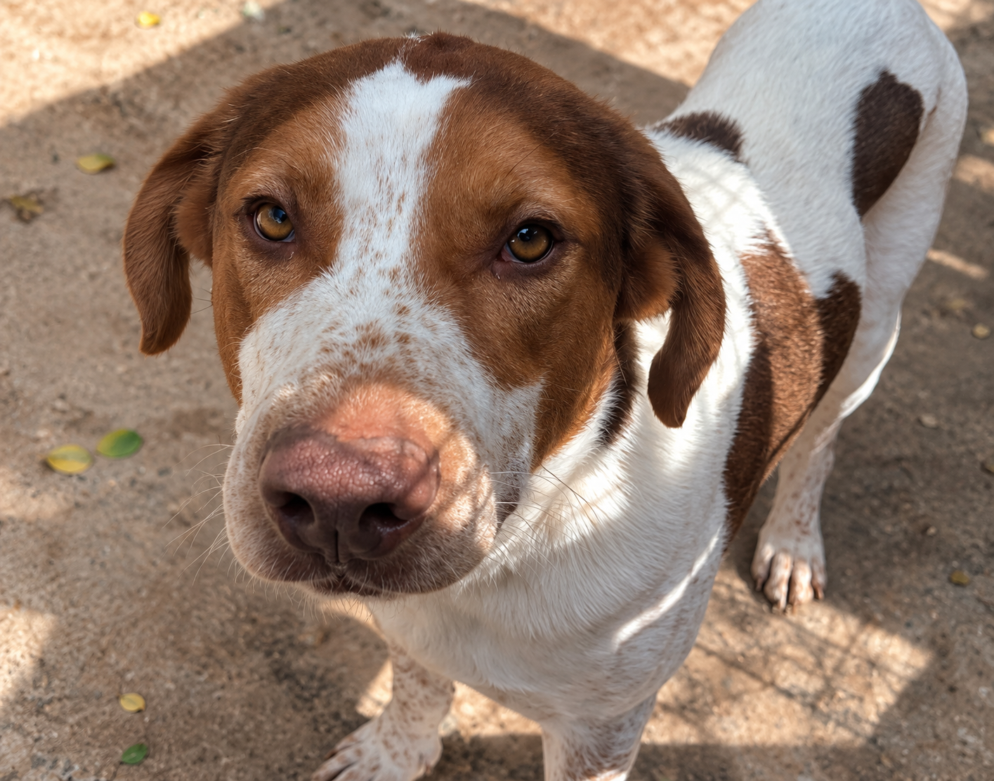 Redención Soria, adopción de perros y gatos en Soria. Refugio de animales