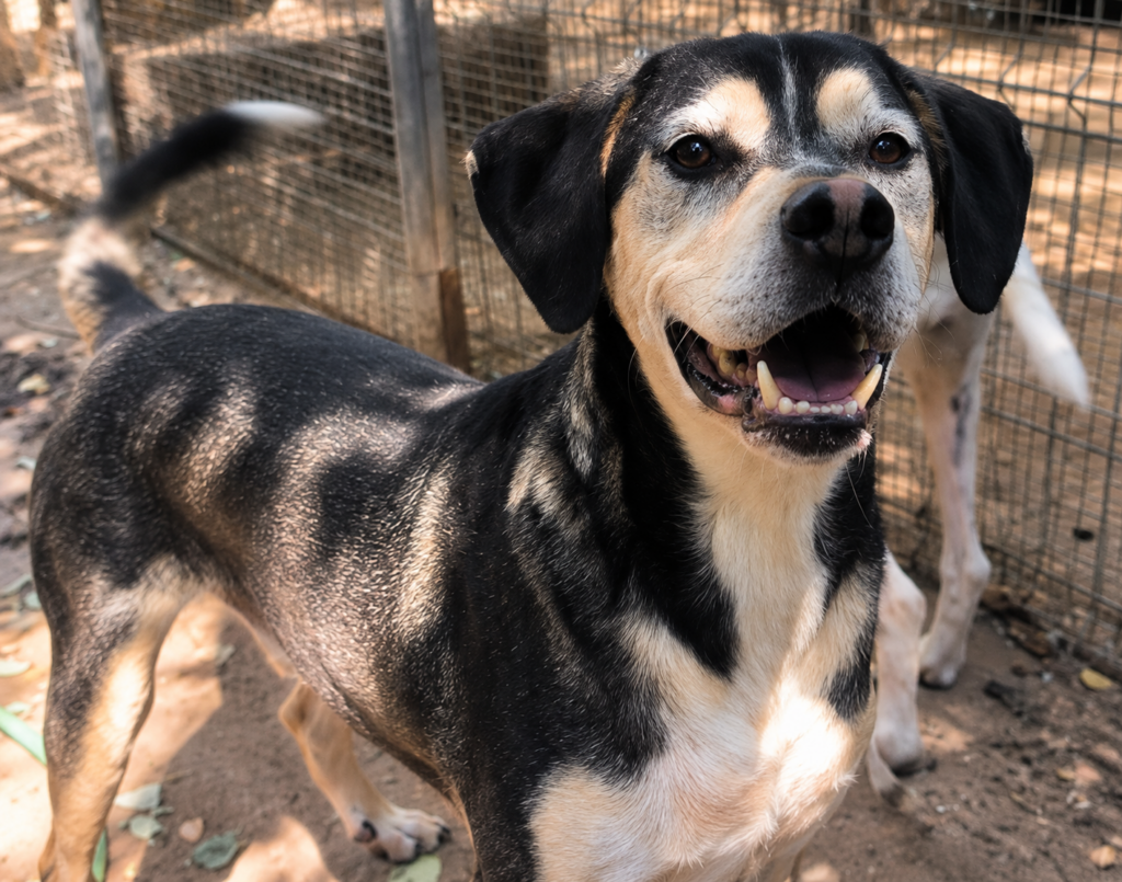 Redención Soria, adopción de perros y gatos en Soria. Refugio de animales