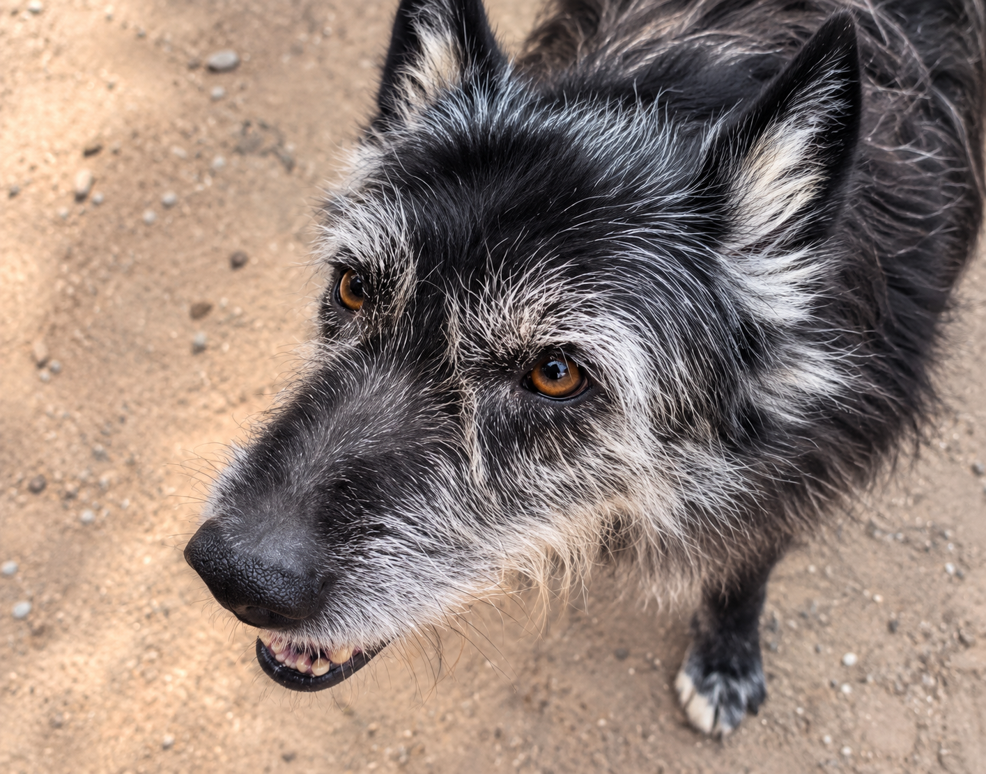Redención Soria, adopción de perros y gatos en Soria. Refugio de animales