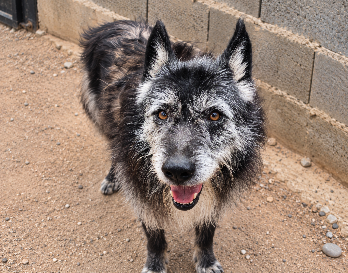 Redención Soria, adopción de perros y gatos en Soria. Refugio de animales