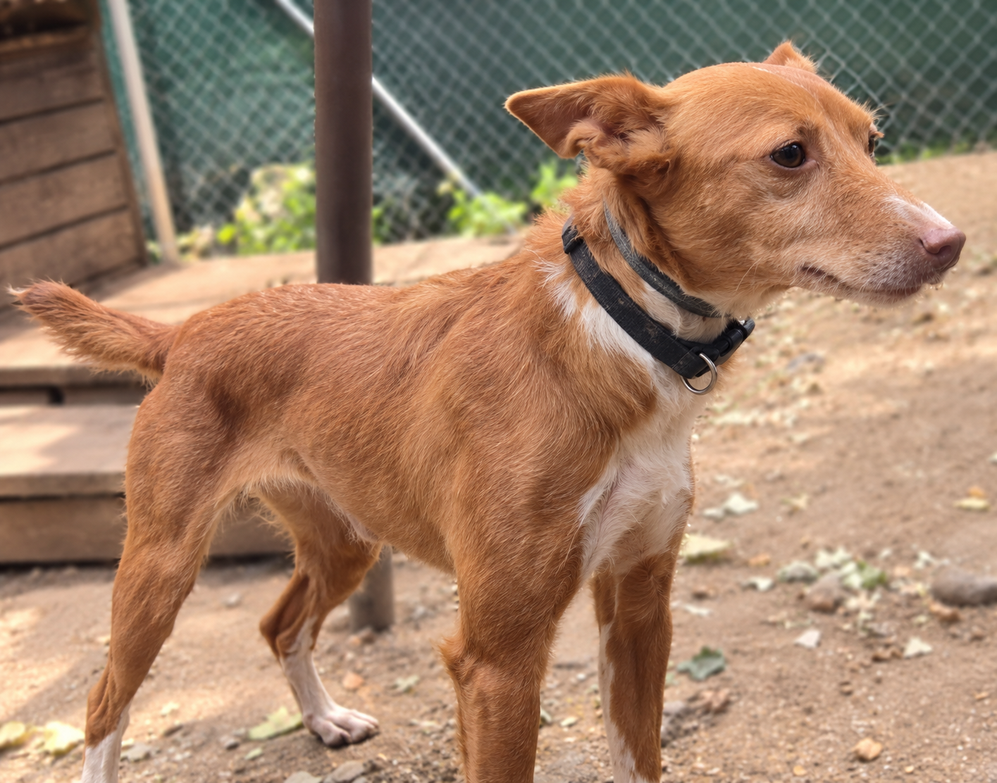 Redención Soria, adopción de perros y gatos en Soria. Refugio de animales