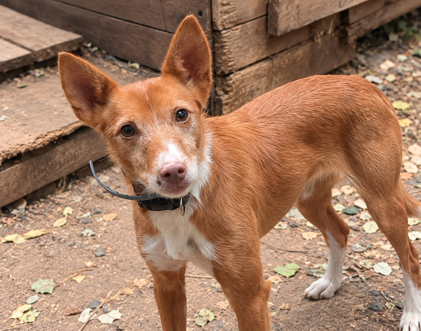 Redención Soria, adopción de perros y gatos en Soria. Refugio de animales