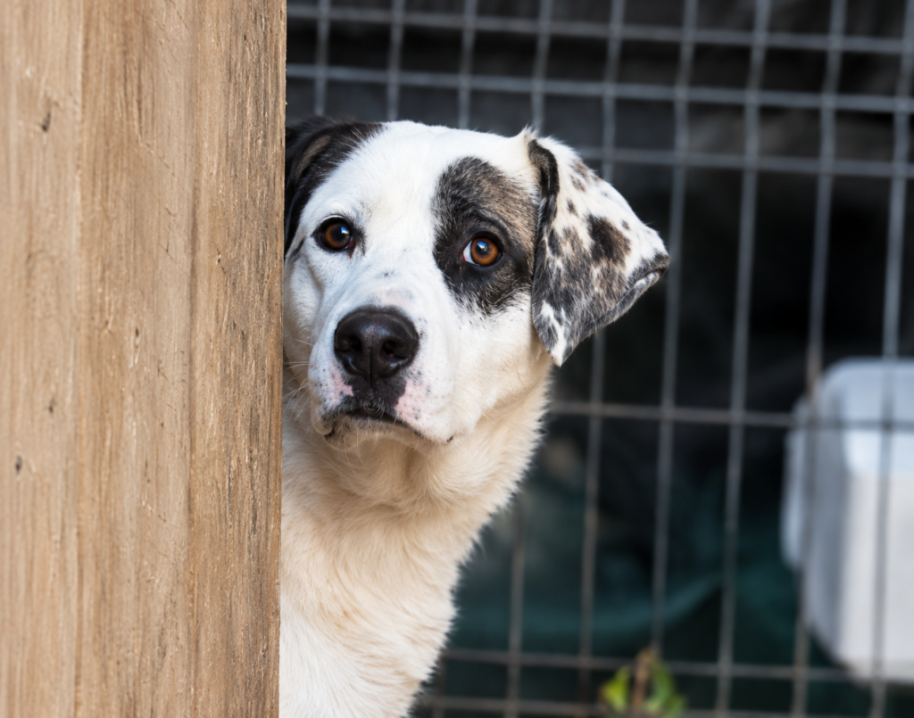 Redención Soria, adopción de perros y gatos en Soria. Refugio de animales
