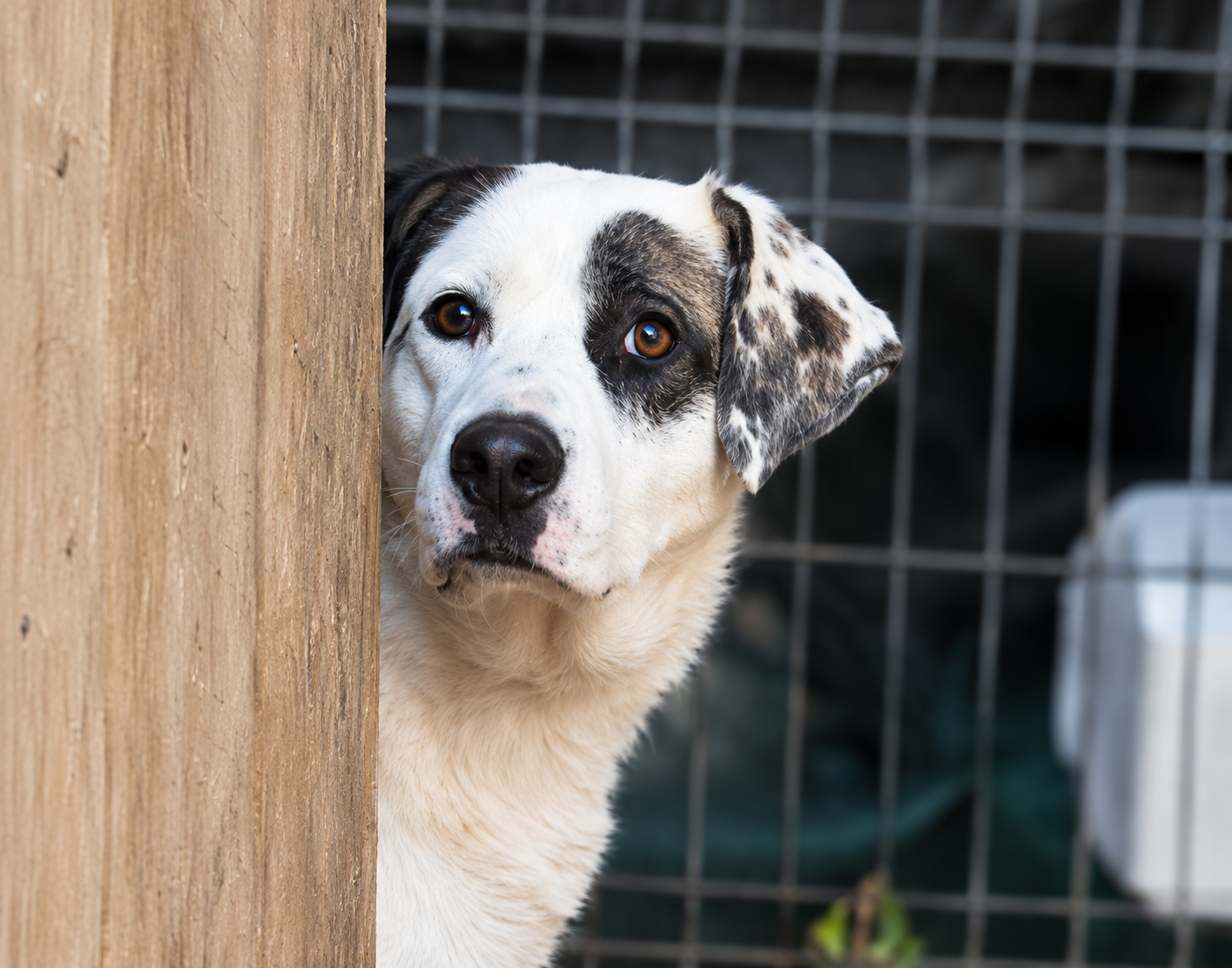 Redención Soria, adopción de perros y gatos en Soria. Refugio de animales
