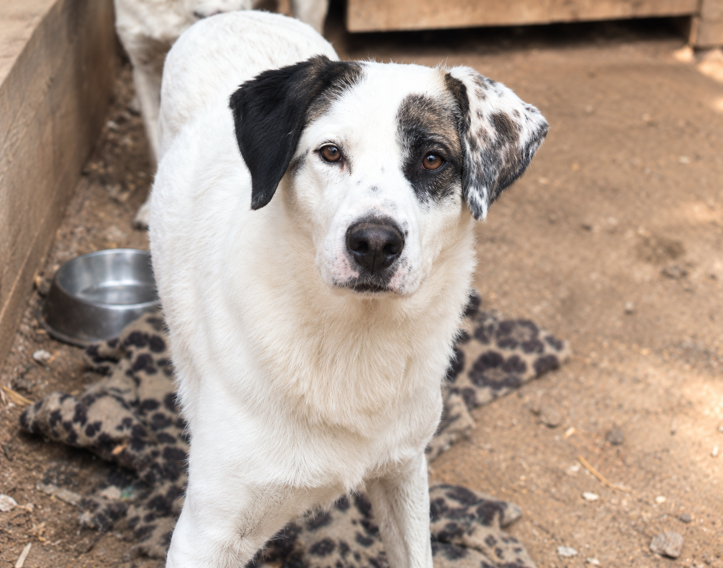 Redención Soria, adopción de perros y gatos en Soria. Refugio de animales