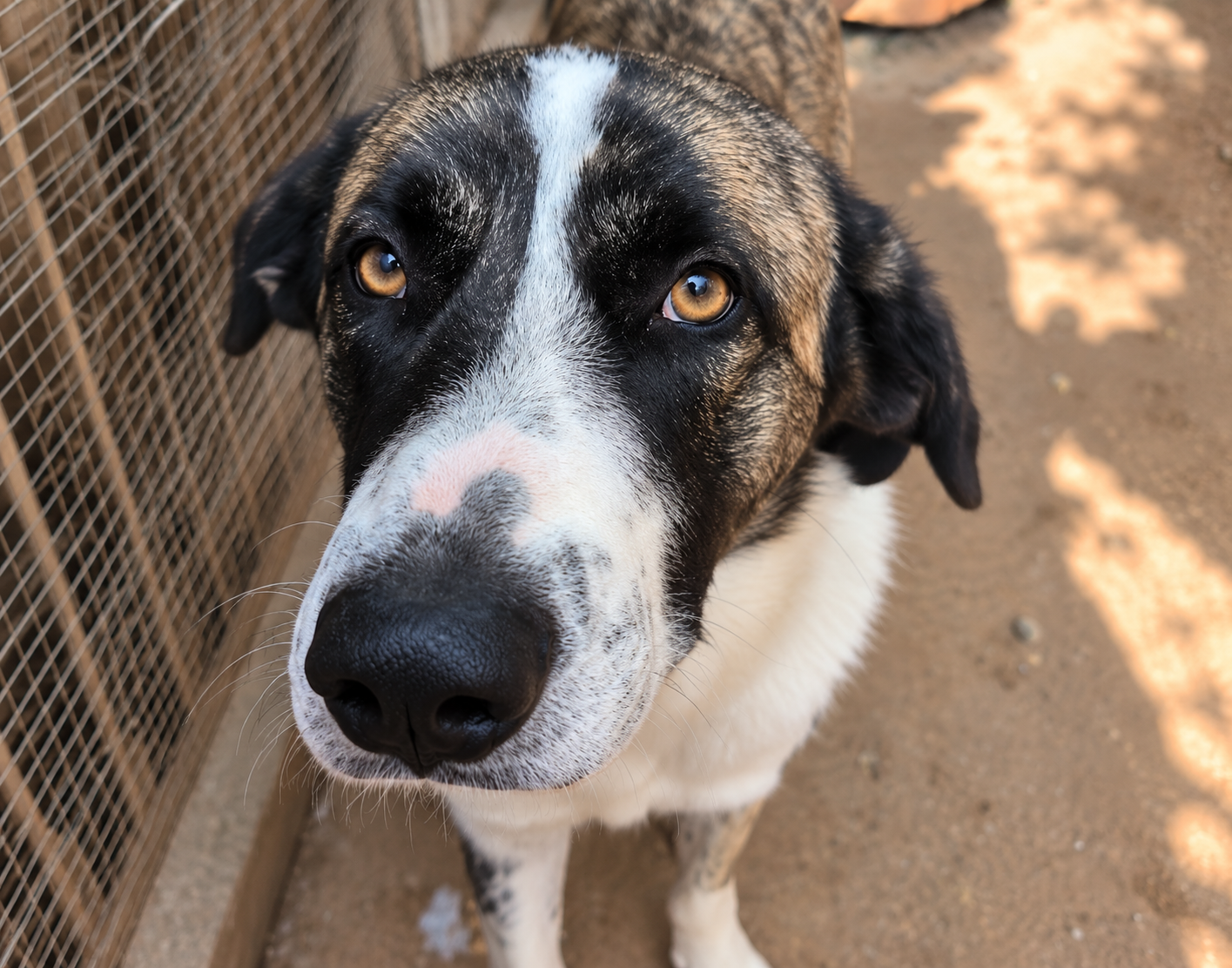 Redención Soria, adopción de perros y gatos en Soria. Refugio de animales