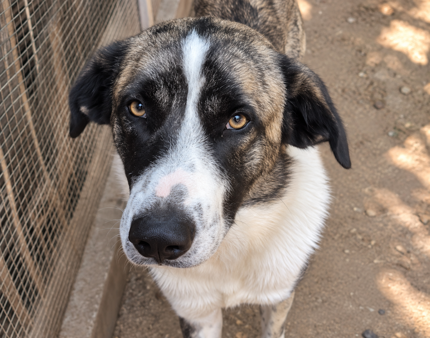 Redención Soria, adopción de perros y gatos en Soria. Refugio de animales
