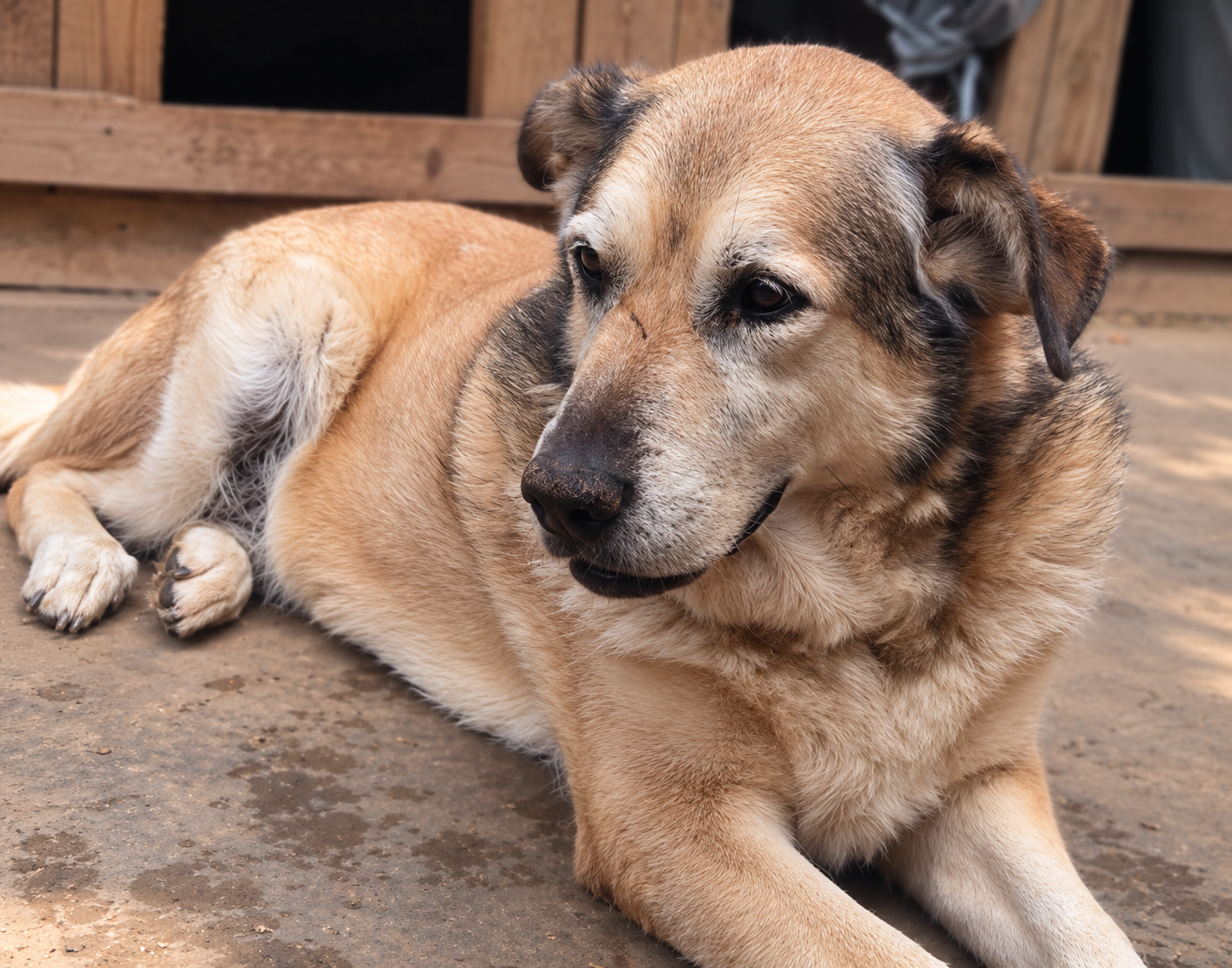 Redención Soria, adopción de perros y gatos en Soria. Refugio de animales