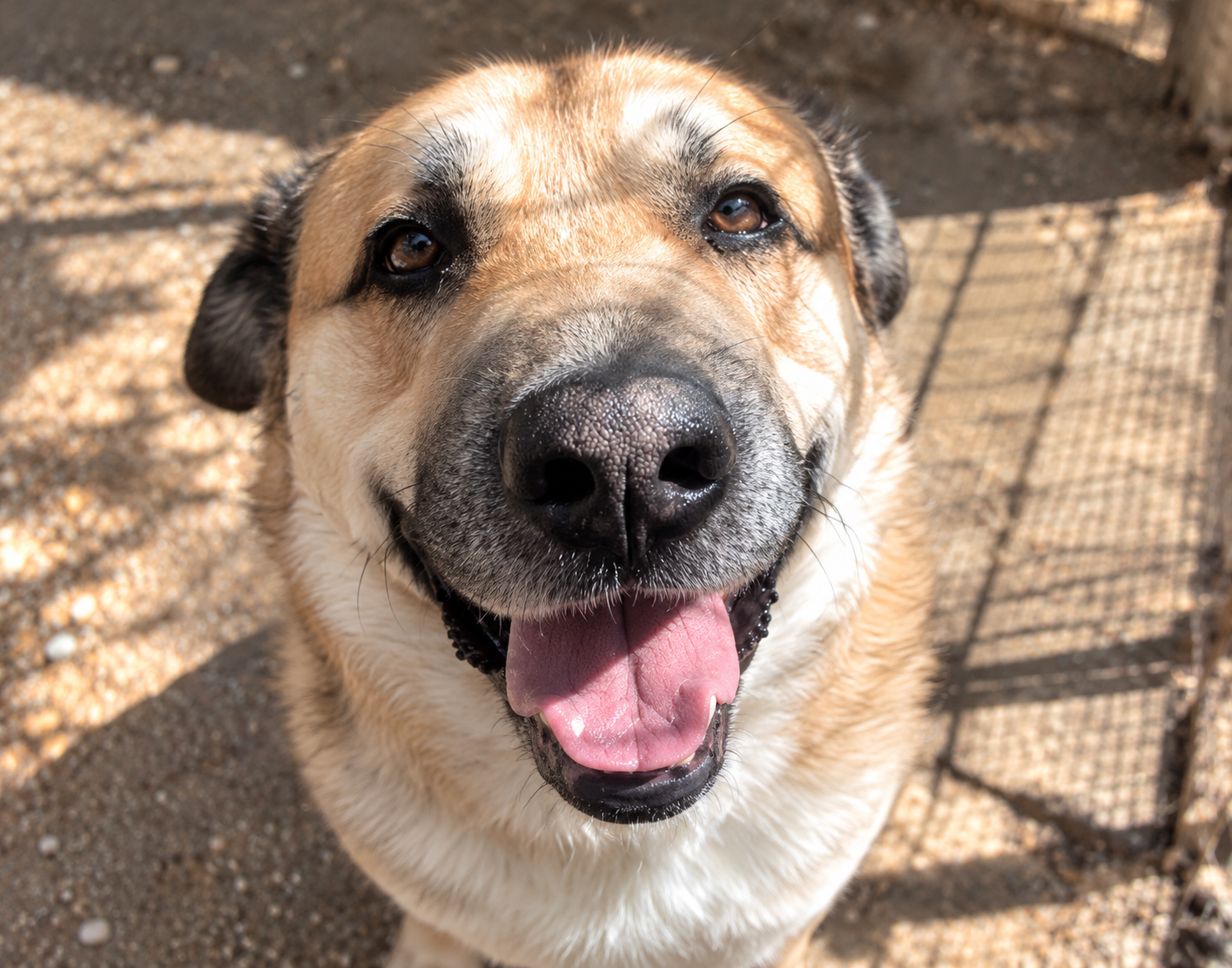 Redención Soria, adopción de perros y gatos en Soria. Refugio de animales