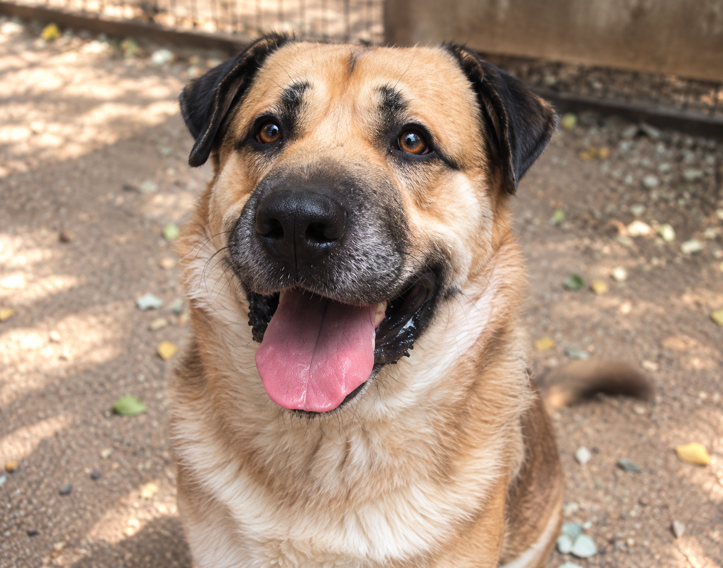 Redención Soria, adopción de perros y gatos en Soria. Refugio de animales