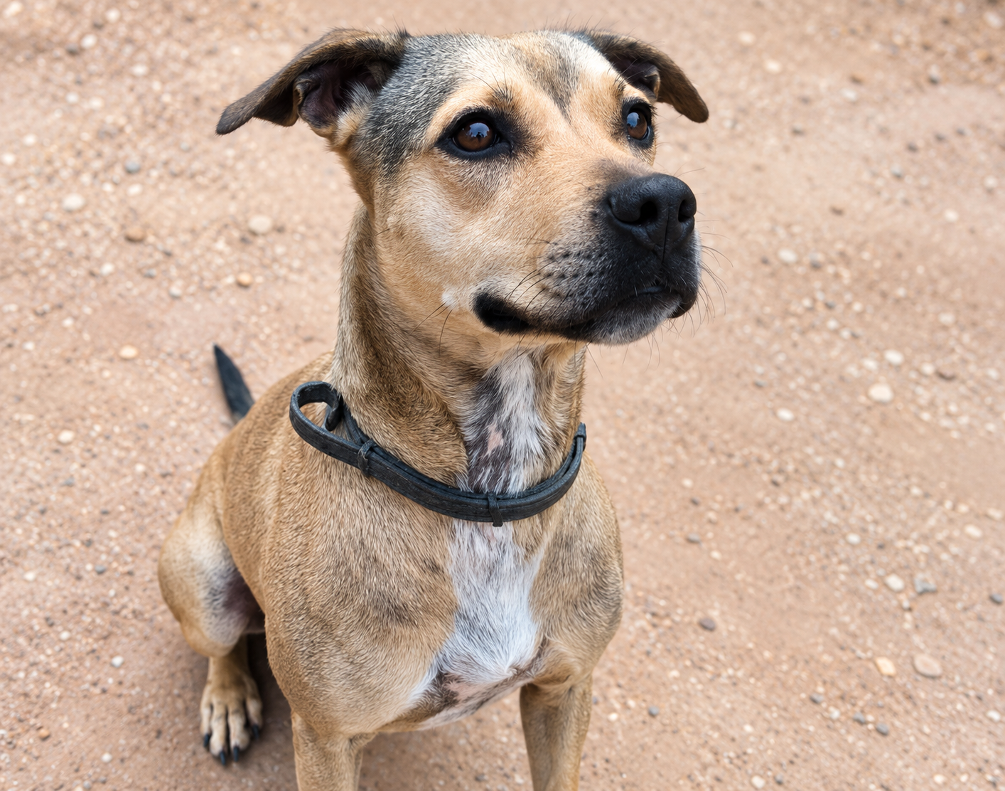 Redención Soria, adopción de perros y gatos en Soria. Refugio de animales