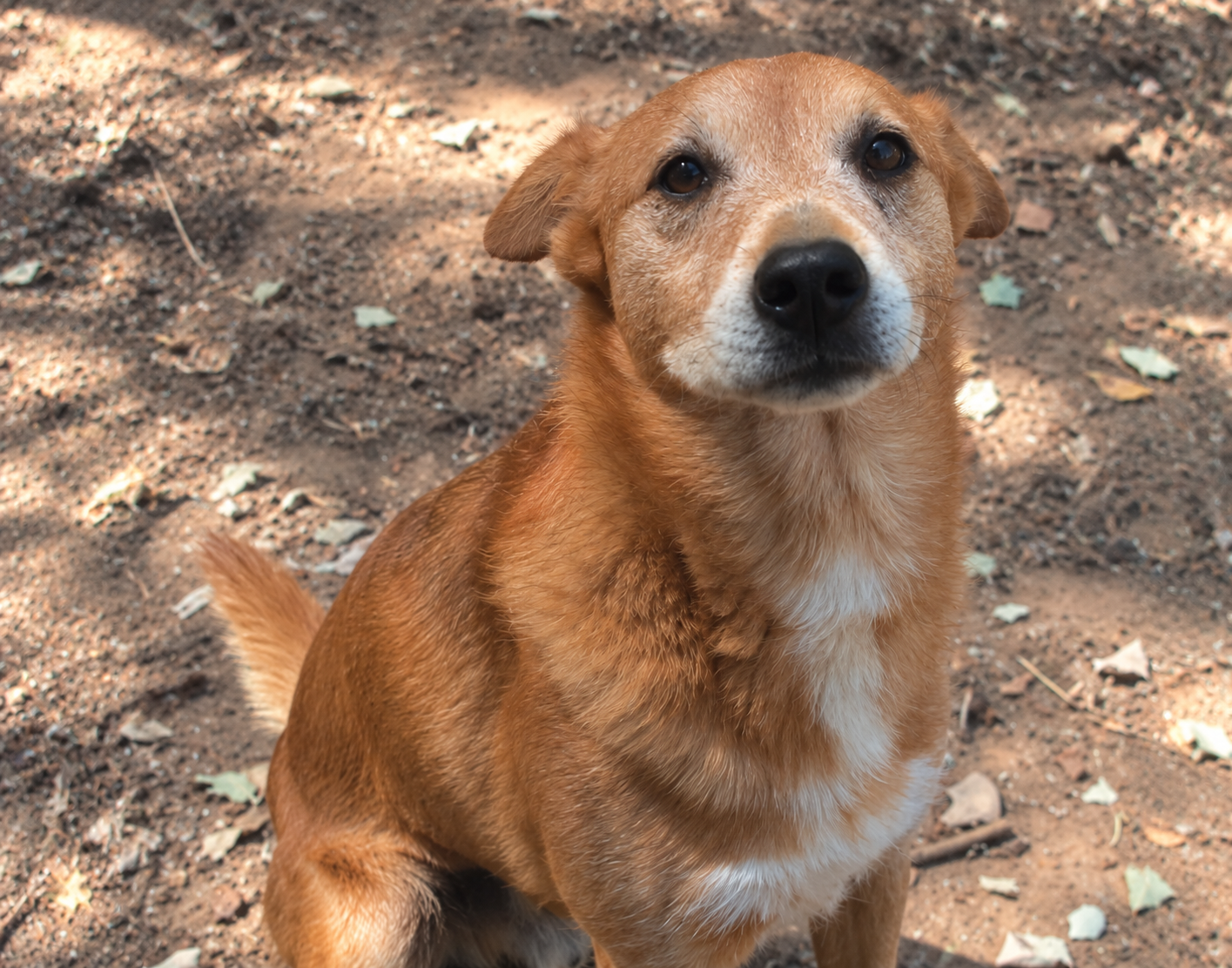 Redención Soria, adopción de perros y gatos en Soria. Refugio de animales