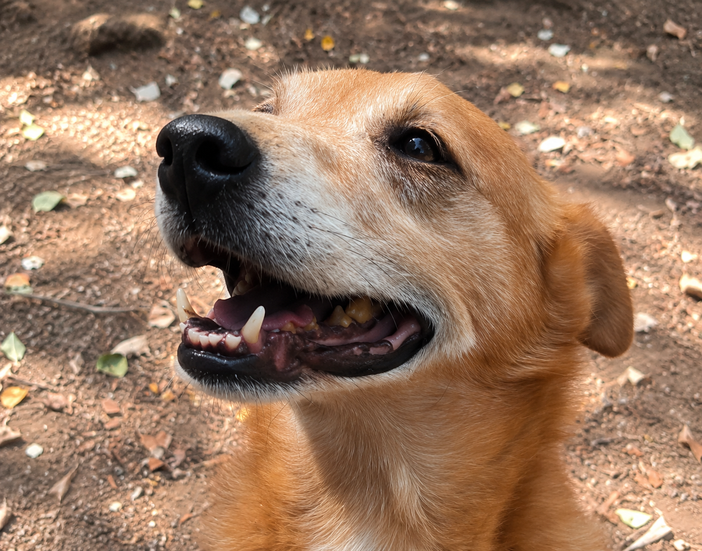 Redención Soria, adopción de perros y gatos en Soria. Refugio de animales