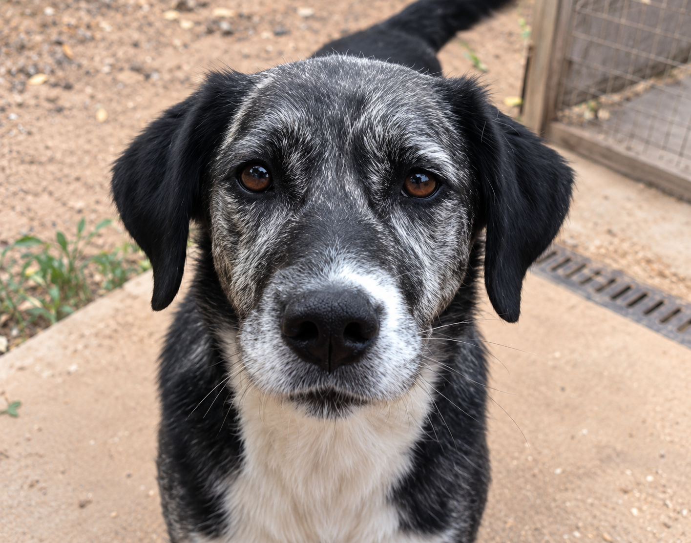 Redención Soria, adopción de perros y gatos en Soria. Refugio de animales