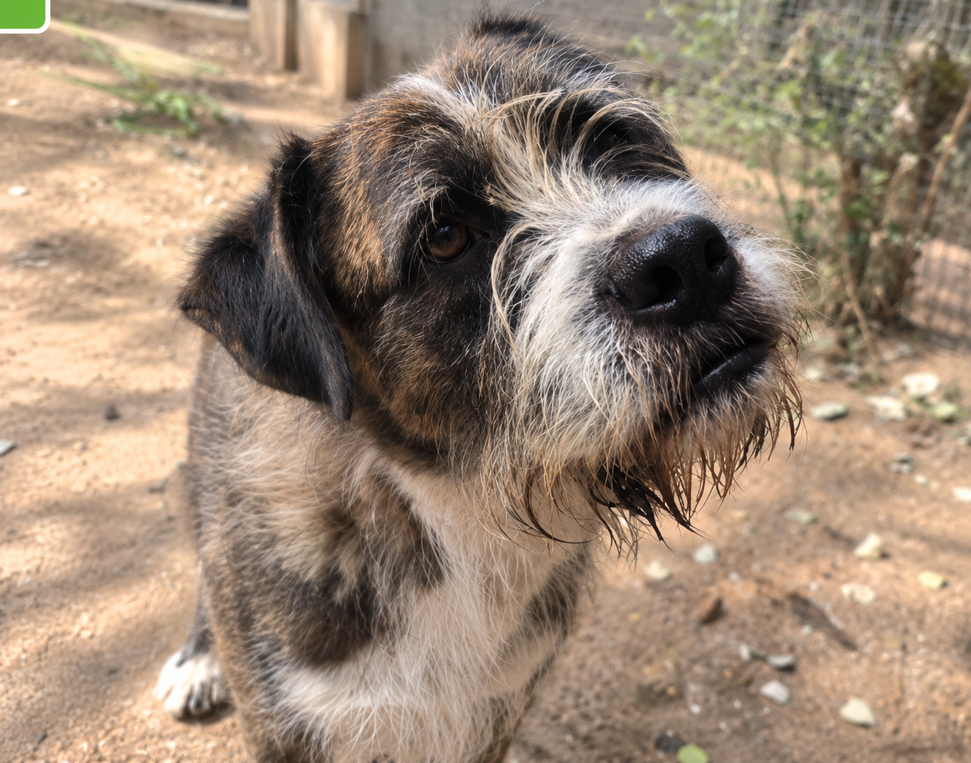 Redención Soria, adopción de perros y gatos en Soria. Refugio de animales
