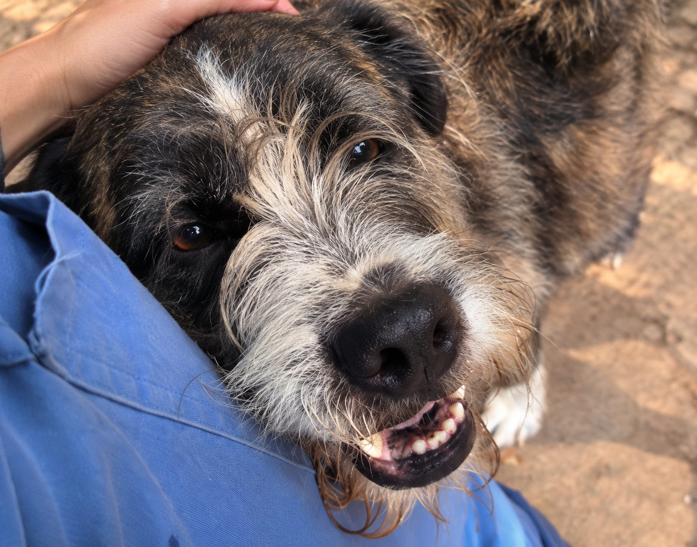 Redención Soria, adopción de perros y gatos en Soria. Refugio de animales