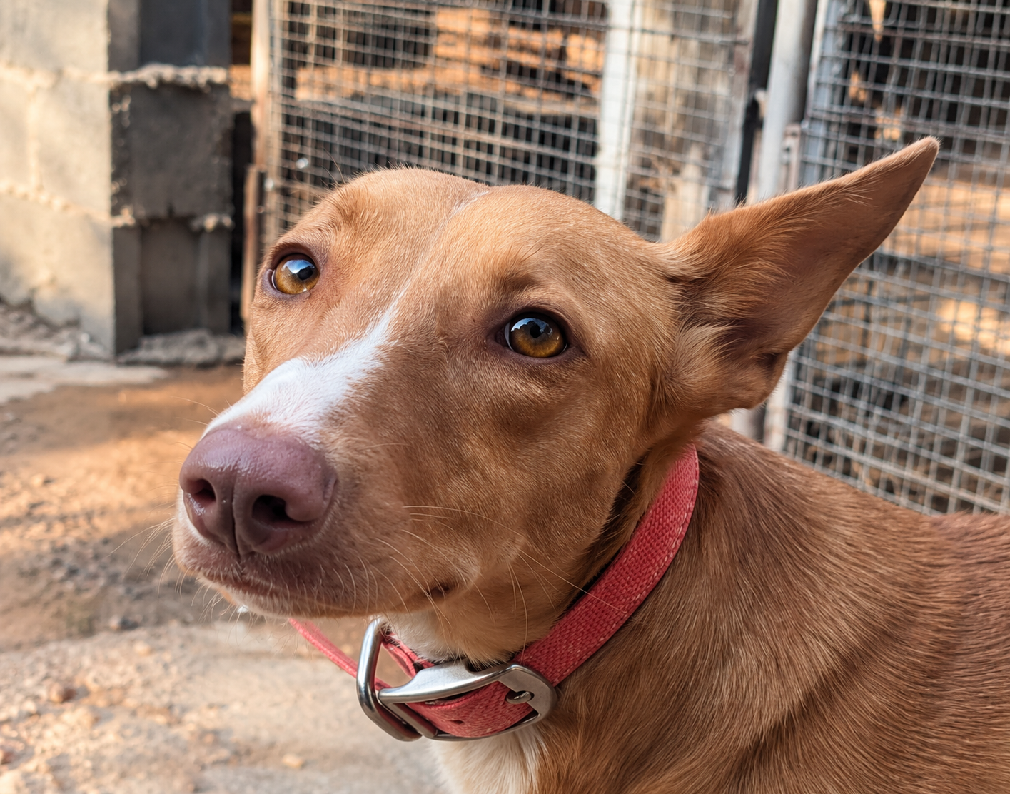 Redención Soria, adopción de perros y gatos en Soria. Refugio de animales