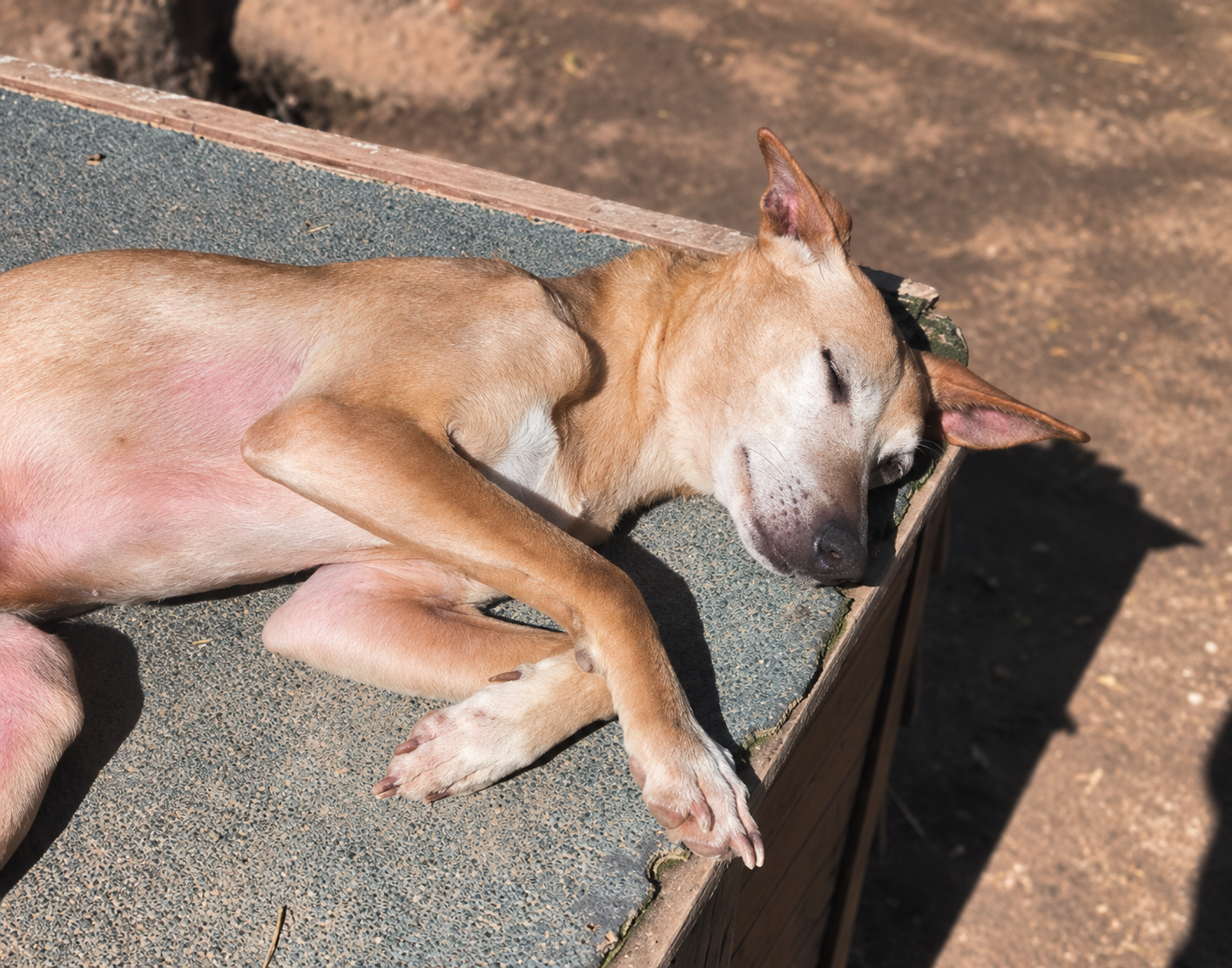 Redención Soria, adopción de perros y gatos en Soria. Refugio de animales