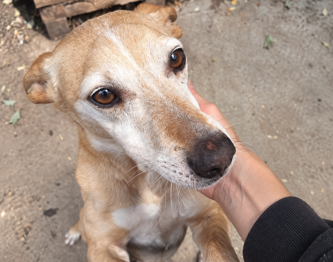 Redención Soria, adopción de perros y gatos en Soria. Refugio de animales