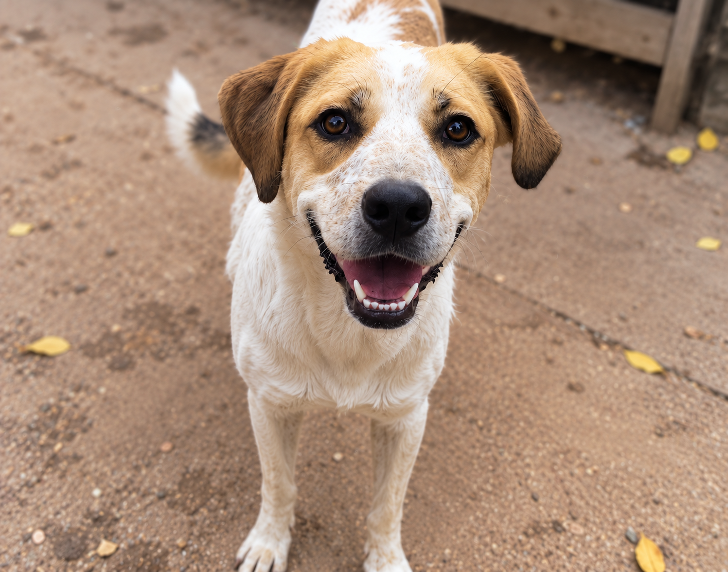 Redención Soria, adopción de perros y gatos en Soria. Refugio de animales