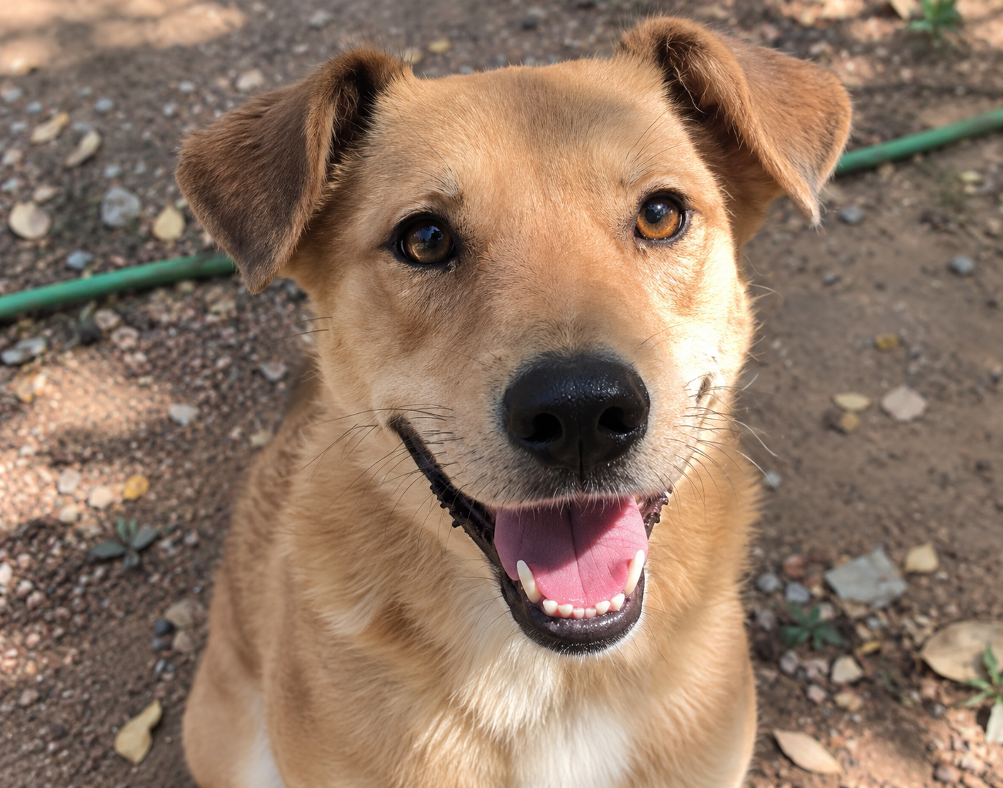 Redención Soria, adopción de perros y gatos en Soria. Refugio de animales
