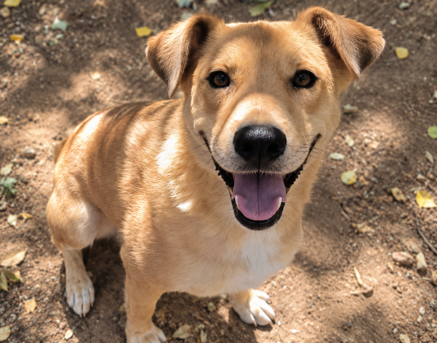 Redención Soria, adopción de perros y gatos en Soria. Refugio de animales
