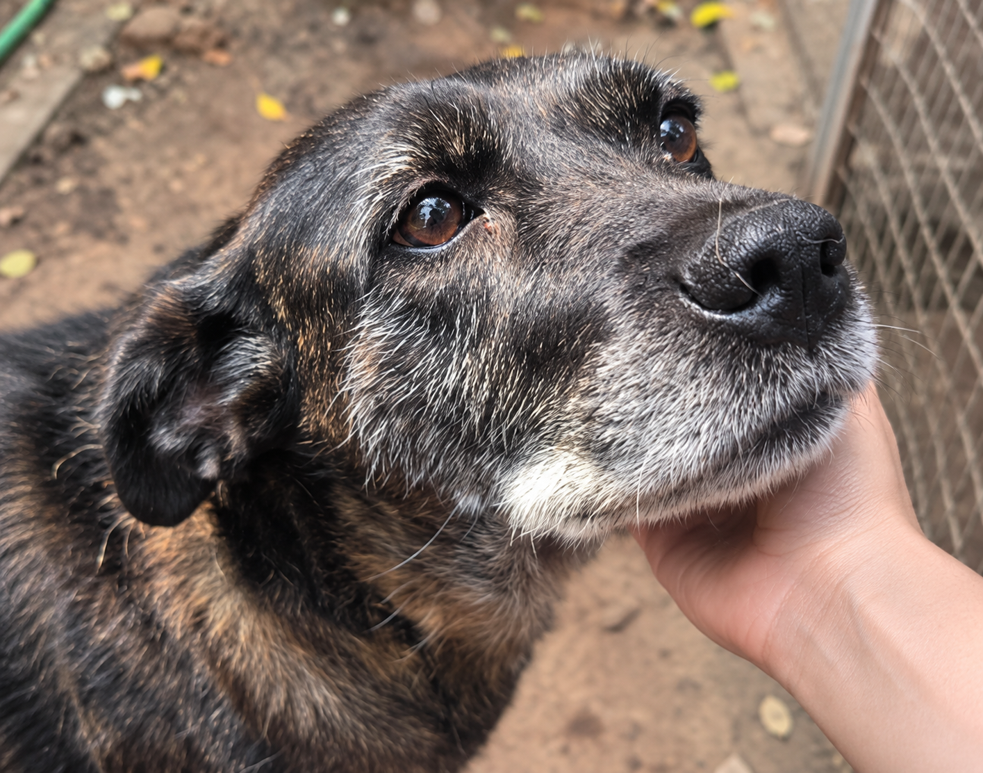 Redención Soria, adopción de perros y gatos en Soria. Refugio de animales