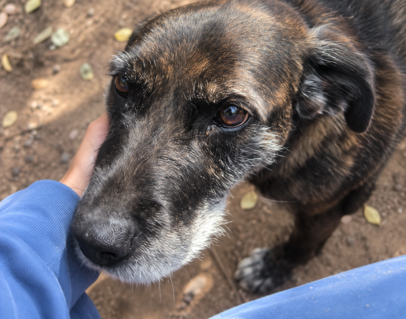 Redención Soria, adopción de perros y gatos en Soria. Refugio de animales