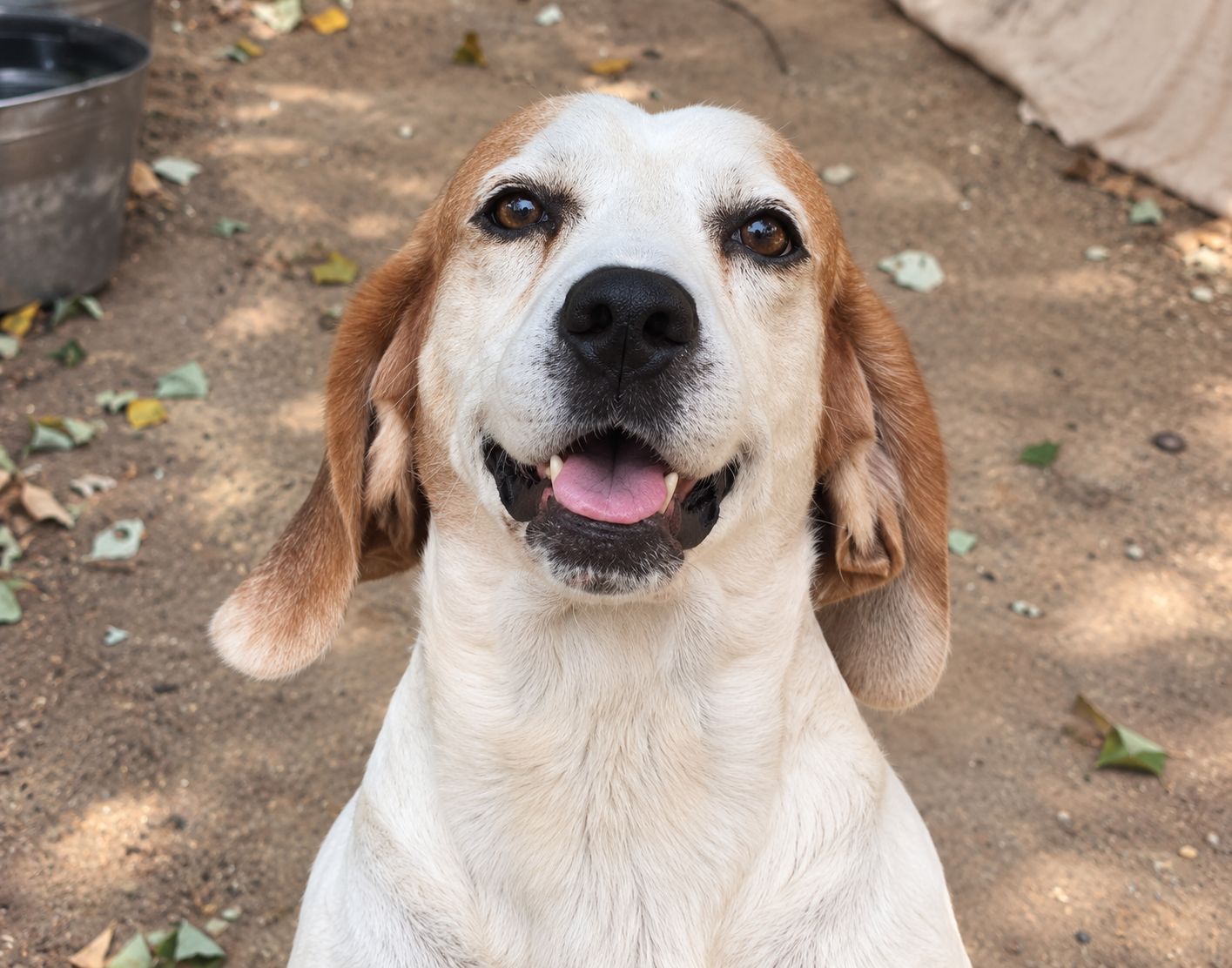 Redención Soria, adopción de perros y gatos en Soria. Refugio de animales
