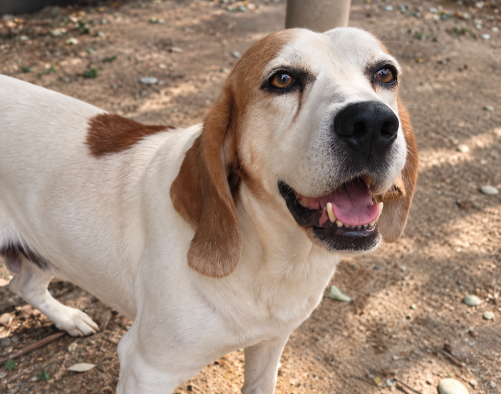 Redención Soria, adopción de perros y gatos en Soria. Refugio de animales