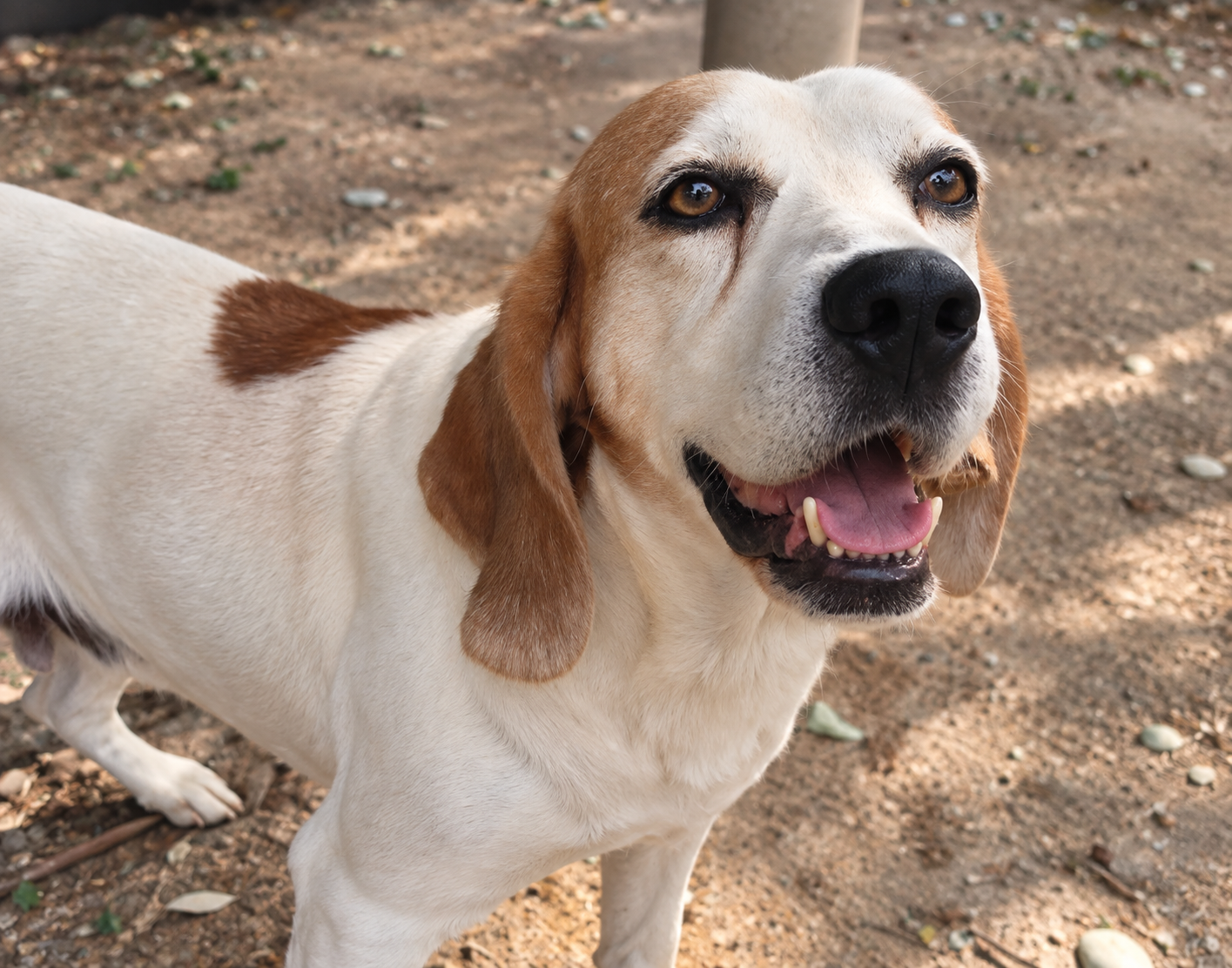 Redención Soria, adopción de perros y gatos en Soria. Refugio de animales