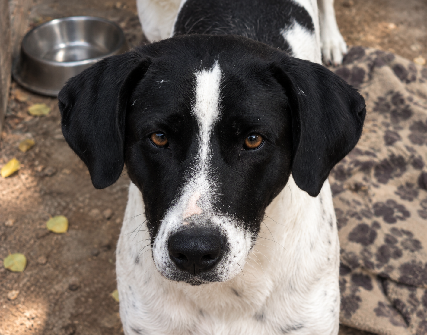 Redención Soria, adopción de perros y gatos en Soria. Refugio de animales
