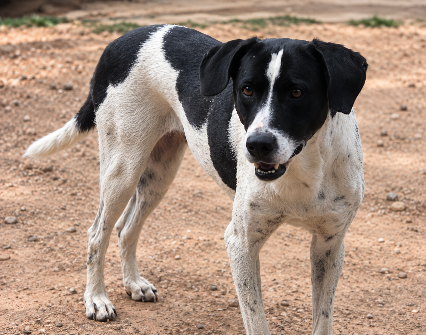 Redención Soria, adopción de perros y gatos en Soria. Refugio de animales
