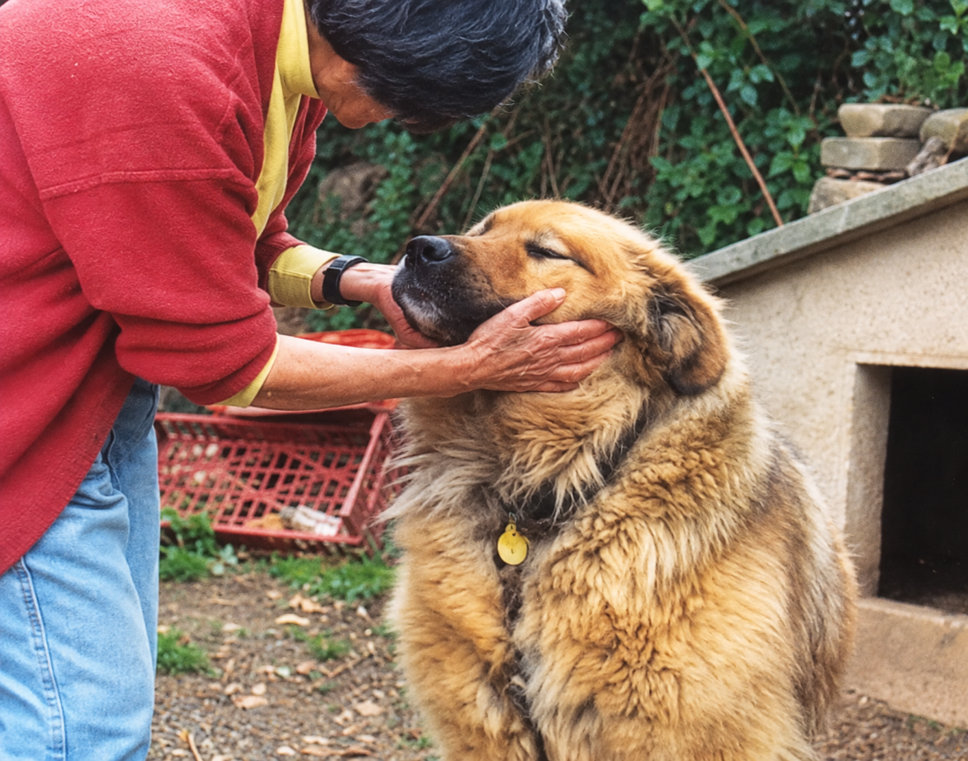 Redención Soria, adopción de perros y gatos en Soria. Refugio de animales