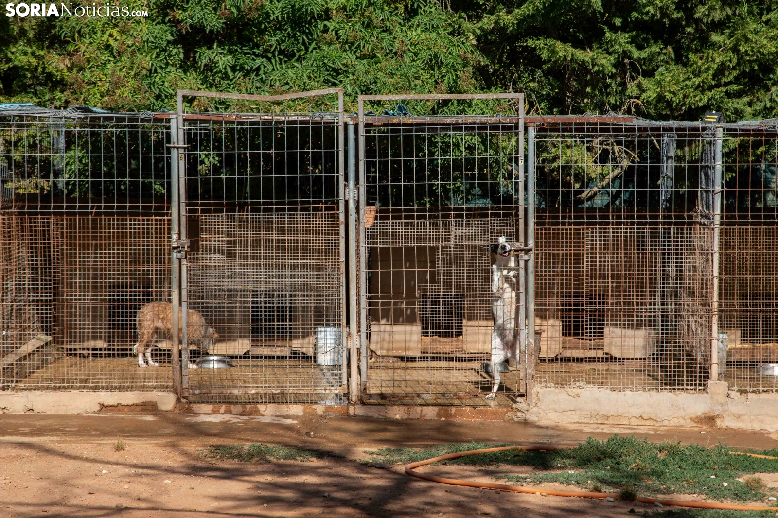 Redención Soria, adopción de perros y gatos en Soria. Refugio de animales