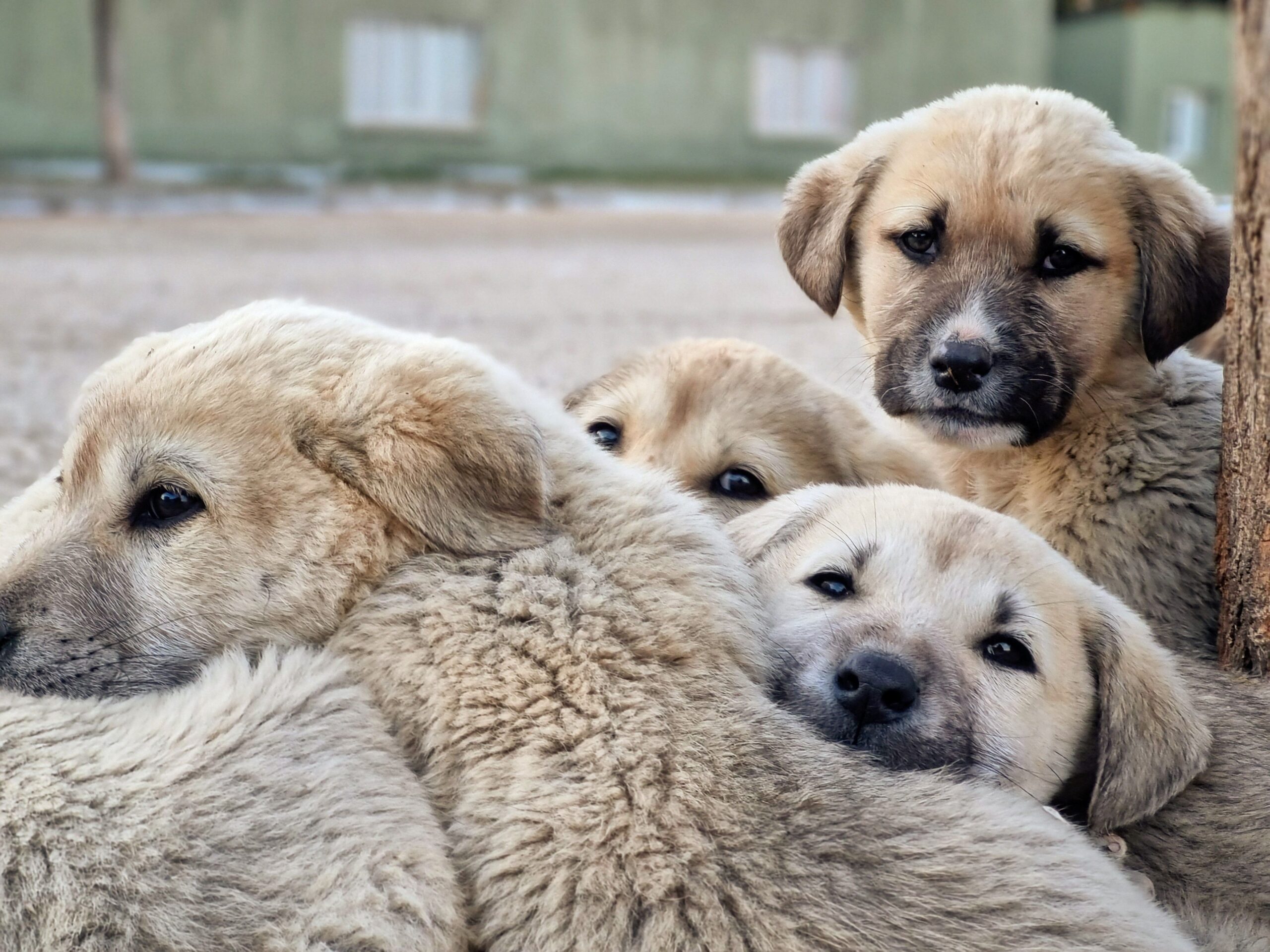 Redención Soria, adopción de perros y gatos en Soria. Refugio de animales