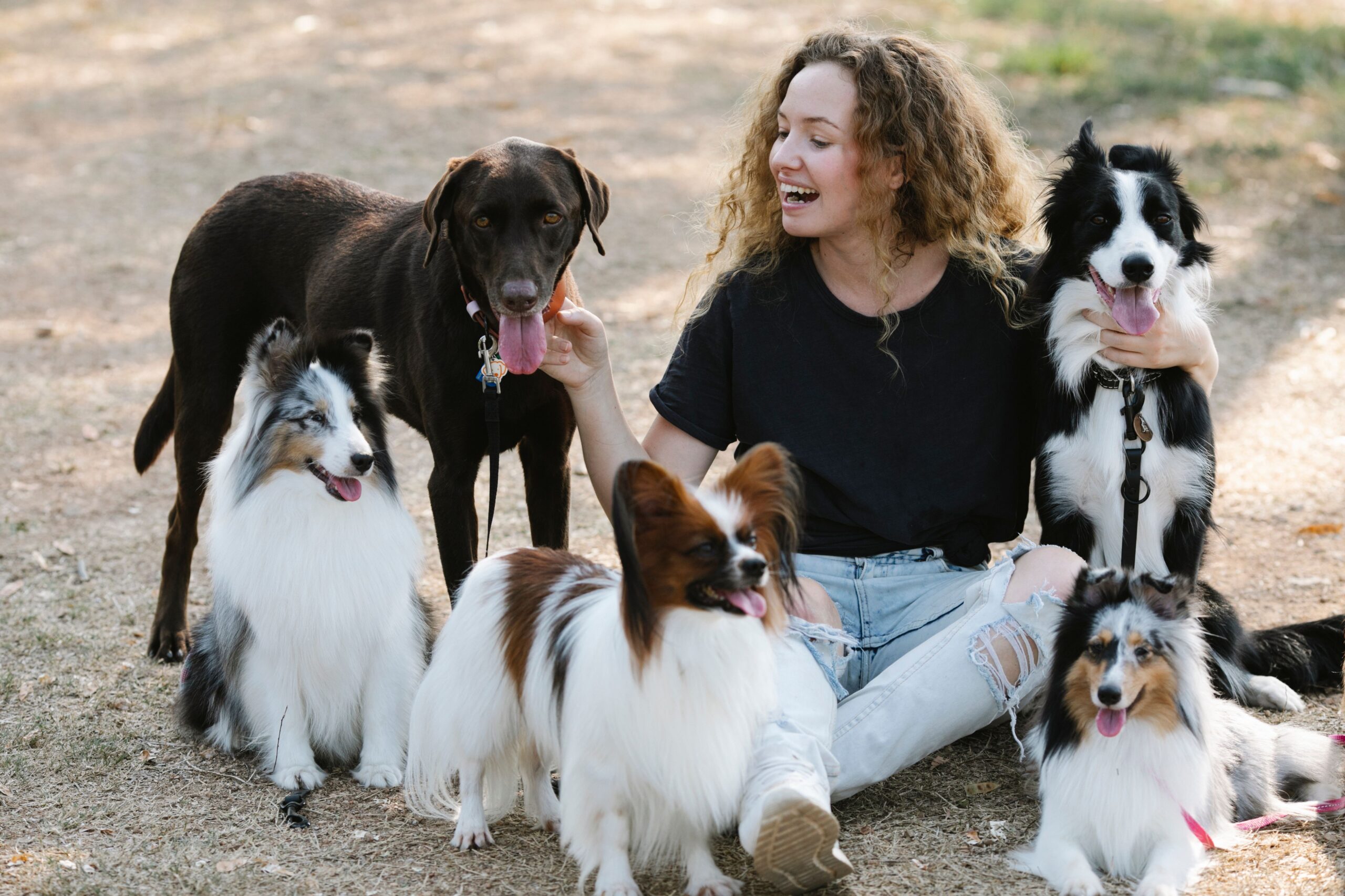 Redención Soria, adopción de perros y gatos en Soria. Refugio de animales