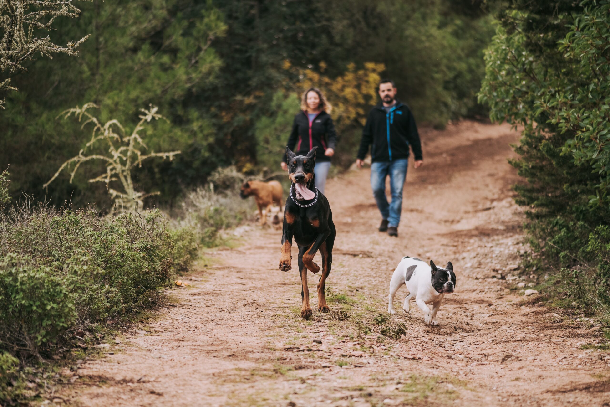 Redención Soria, adopción de perros y gatos en Soria. Refugio de animales