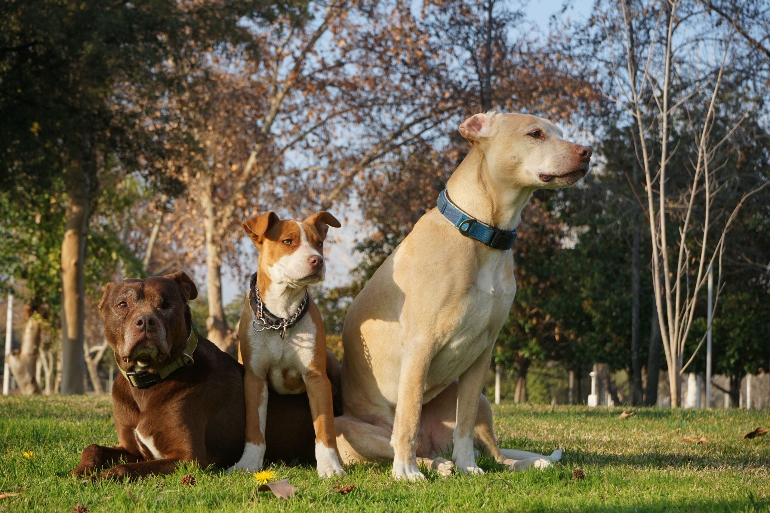 Redención Soria, adopción de perros y gatos en Soria. Refugio de animales