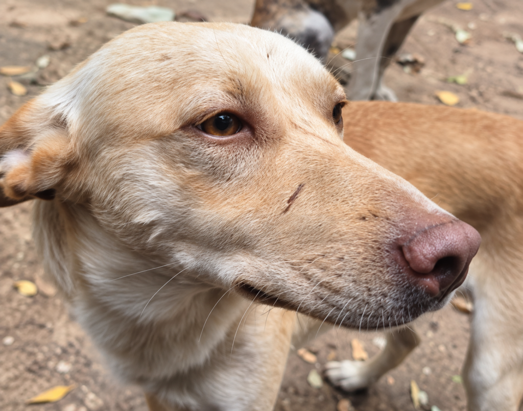 Redención Soria, adopción de perros y gatos en Soria. Refugio de animales