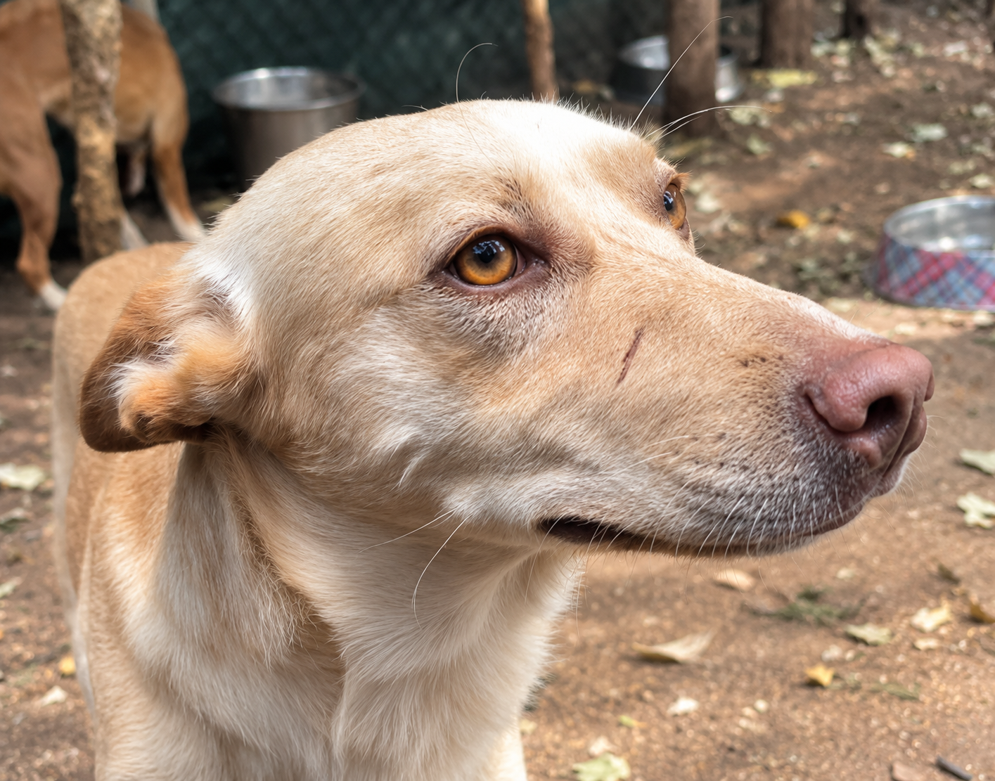 roque-redencion-soria-adopcion-animal