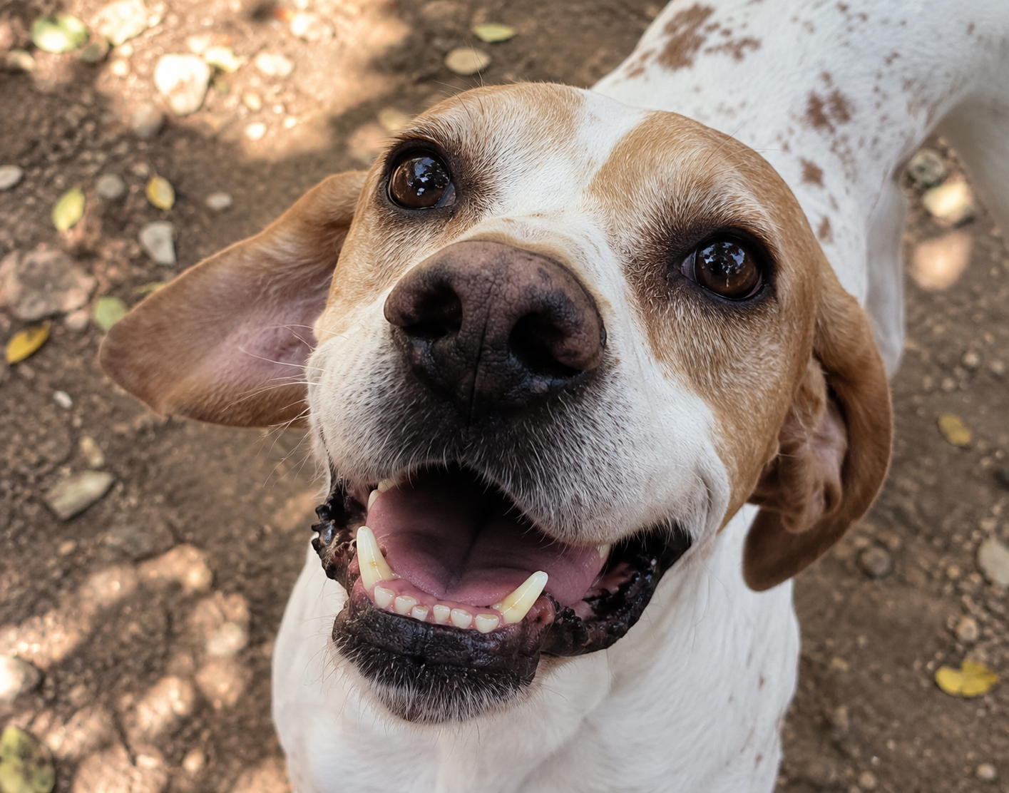 Redención Soria, adopción de perros y gatos en Soria. Refugio de animales