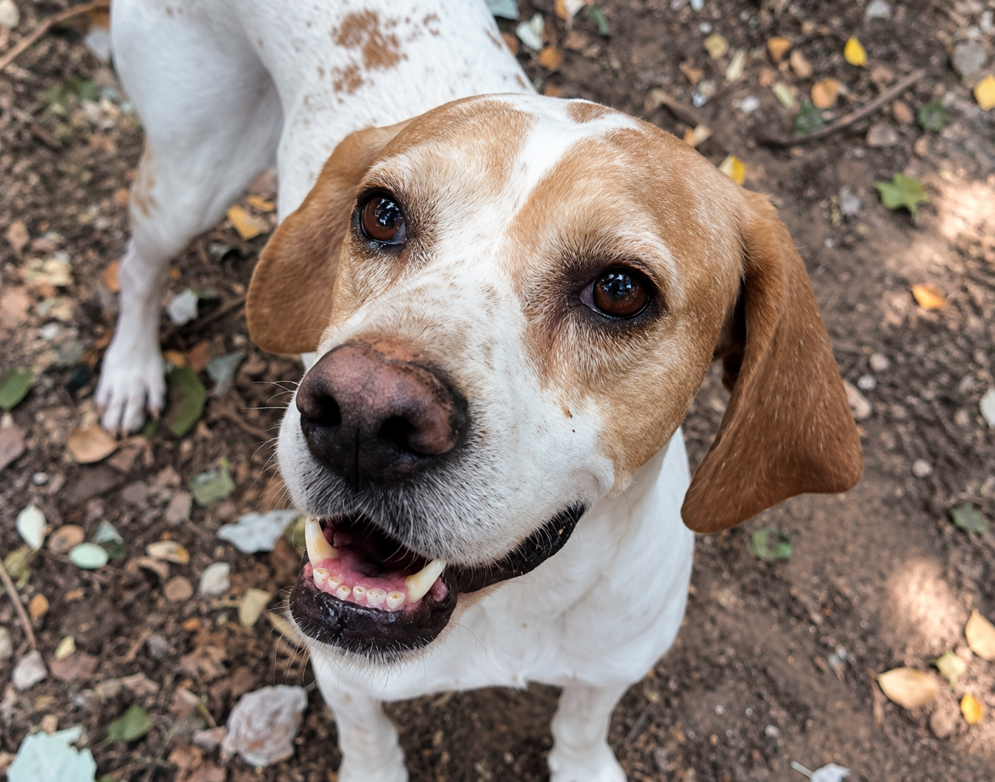Redención Soria, adopción de perros y gatos en Soria. Refugio de animales