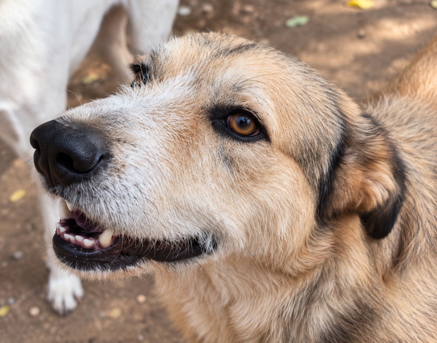 Redención Soria, adopción de perros y gatos en Soria. Refugio de animales