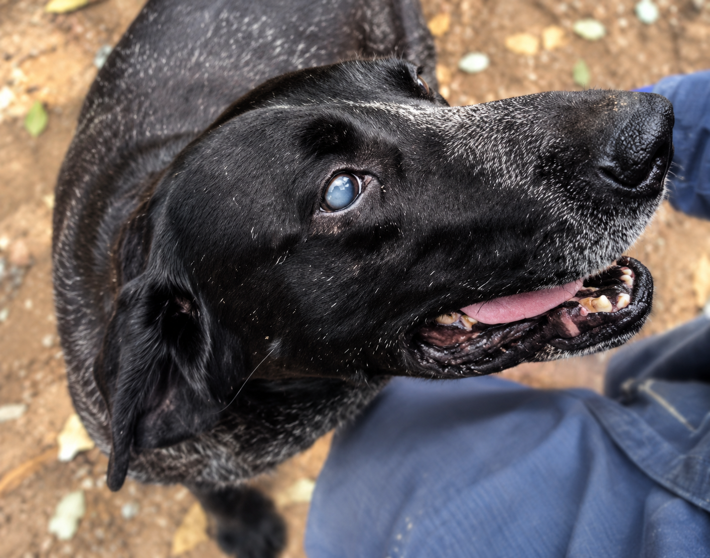 Redención Soria, adopción de perros y gatos en Soria. Refugio de animales